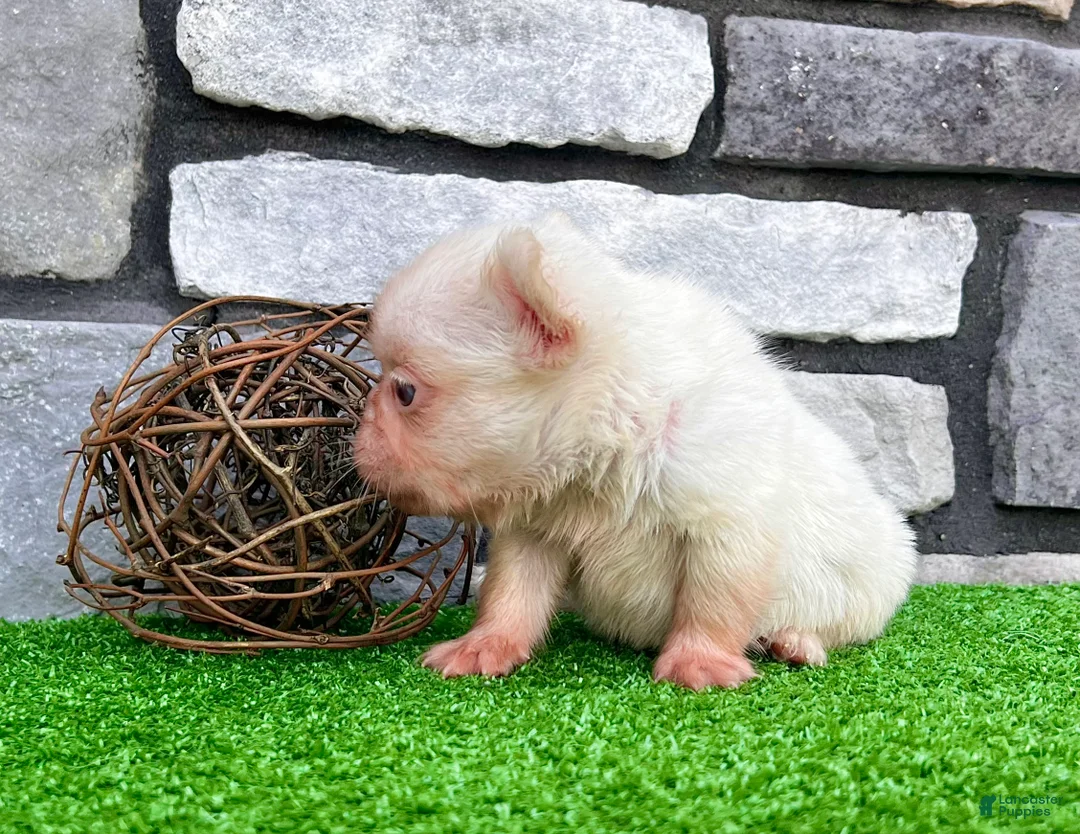 French Bulldog dogs for sale: Brady - Ad 5