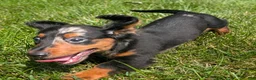 Miniature Dachshund dogs for sale: Miniature Dachshund 2 - Ad 9