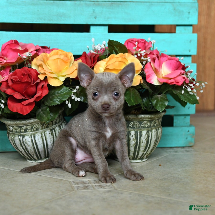 Chihuahua dogs Lori - Ad 1