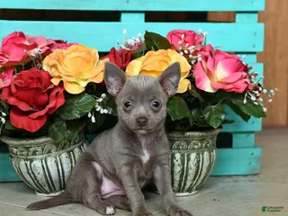 Chihuahua dogs for sale: Lori - Ad 1