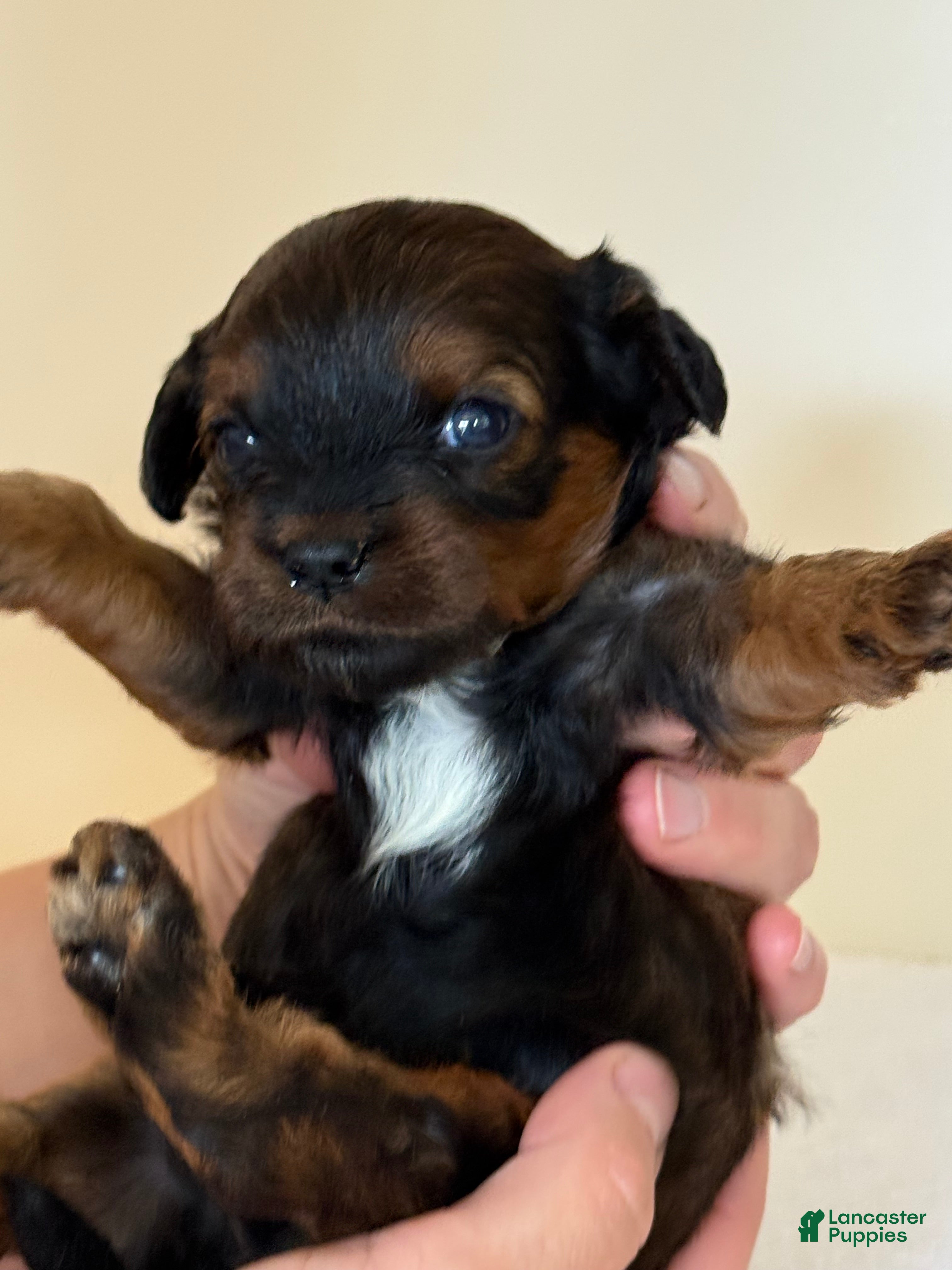 Cavapoo dogs Mocha Cavapoo  - Ad 2