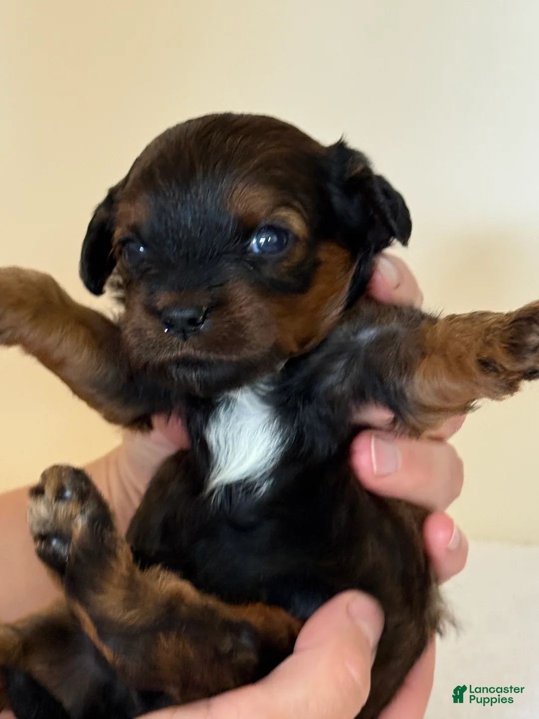 Cavapoo dogs for sale: Mocha Cavapoo  - Ad 2