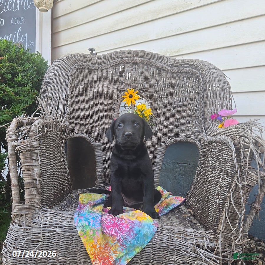 Labrador Retriever dogs Kayla - Ad 1