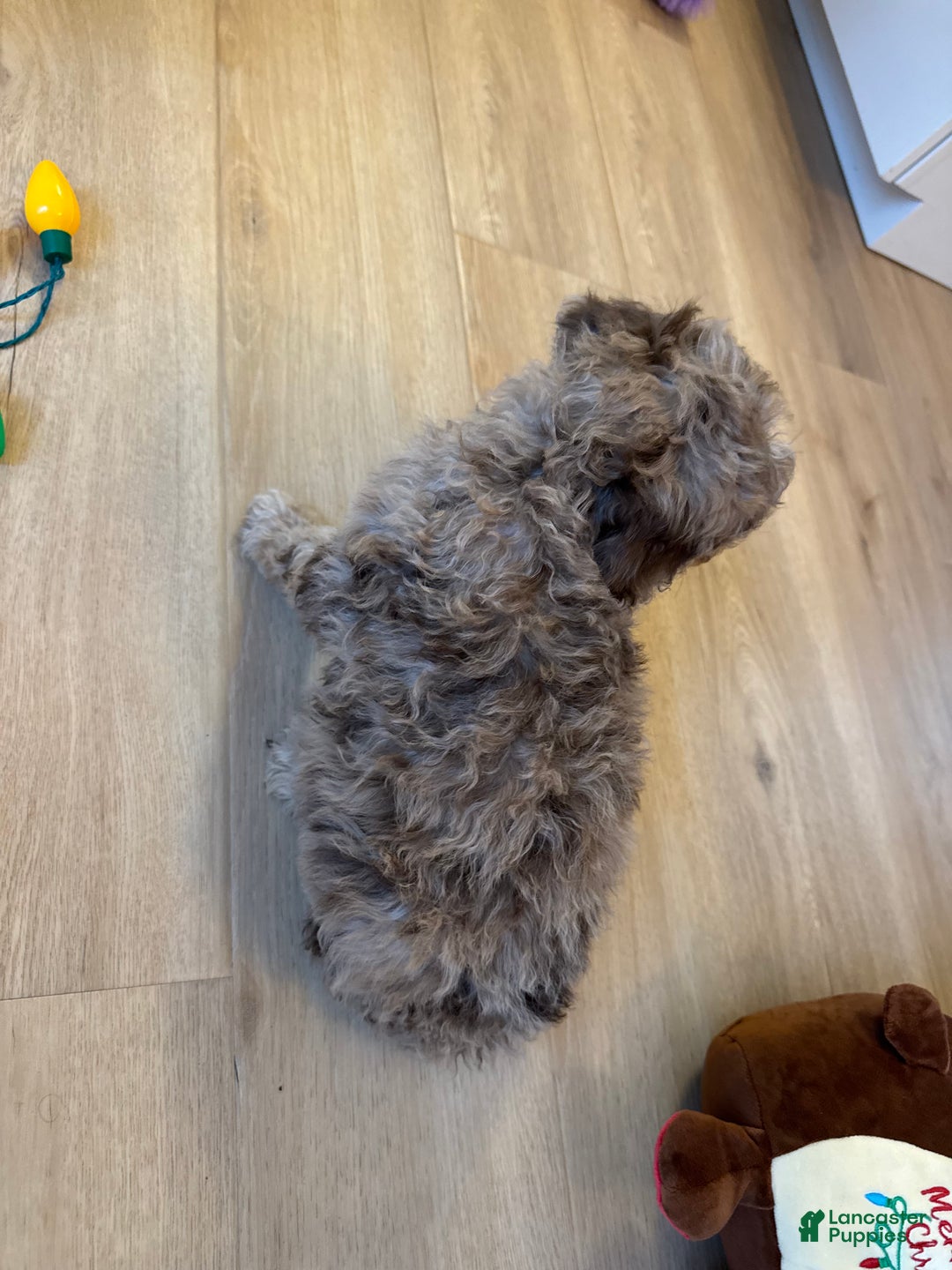 Mini Goldendoodle dogs for sale: Molly - Ad 5