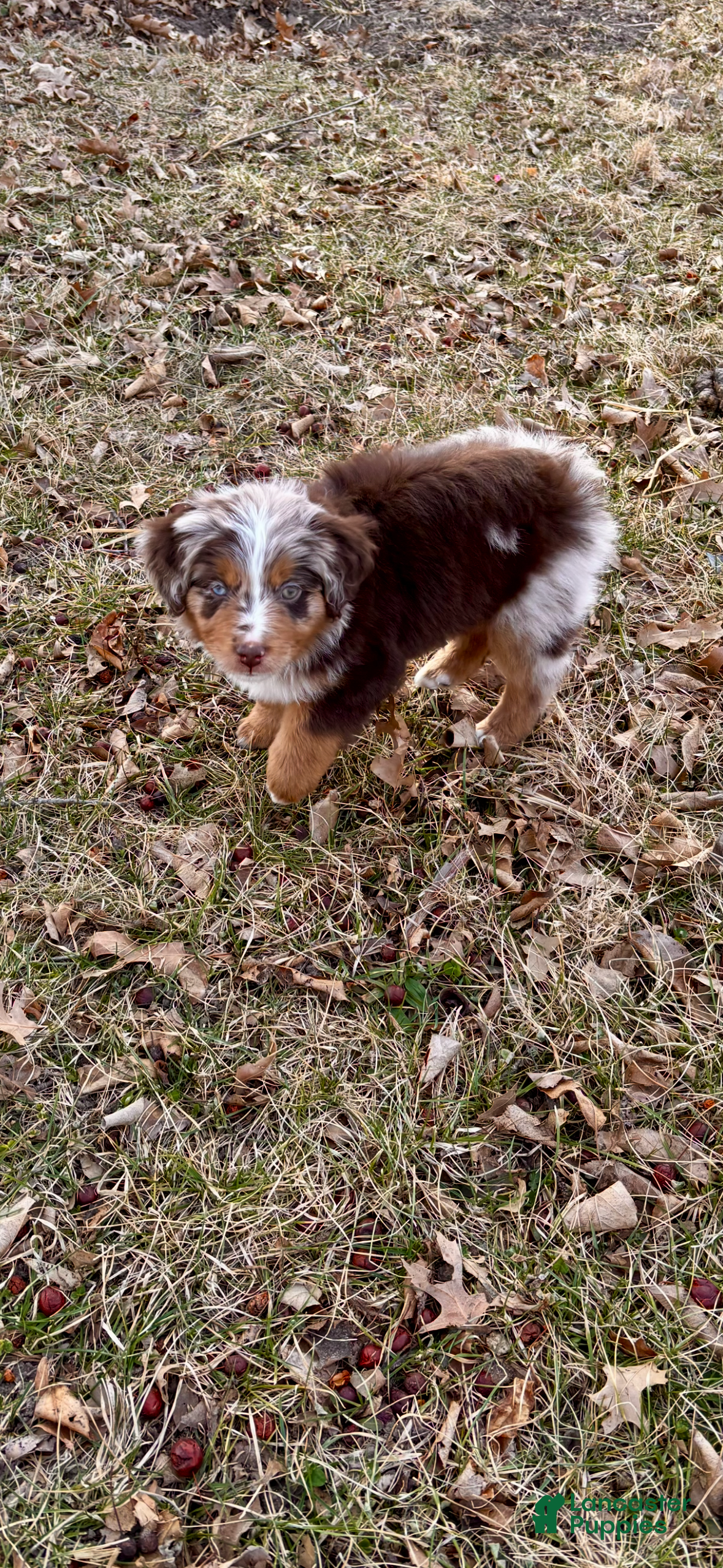 Miniature Australian Shepherd dogs Miniature Australian Shepherd Puppy 1 - Ad 6