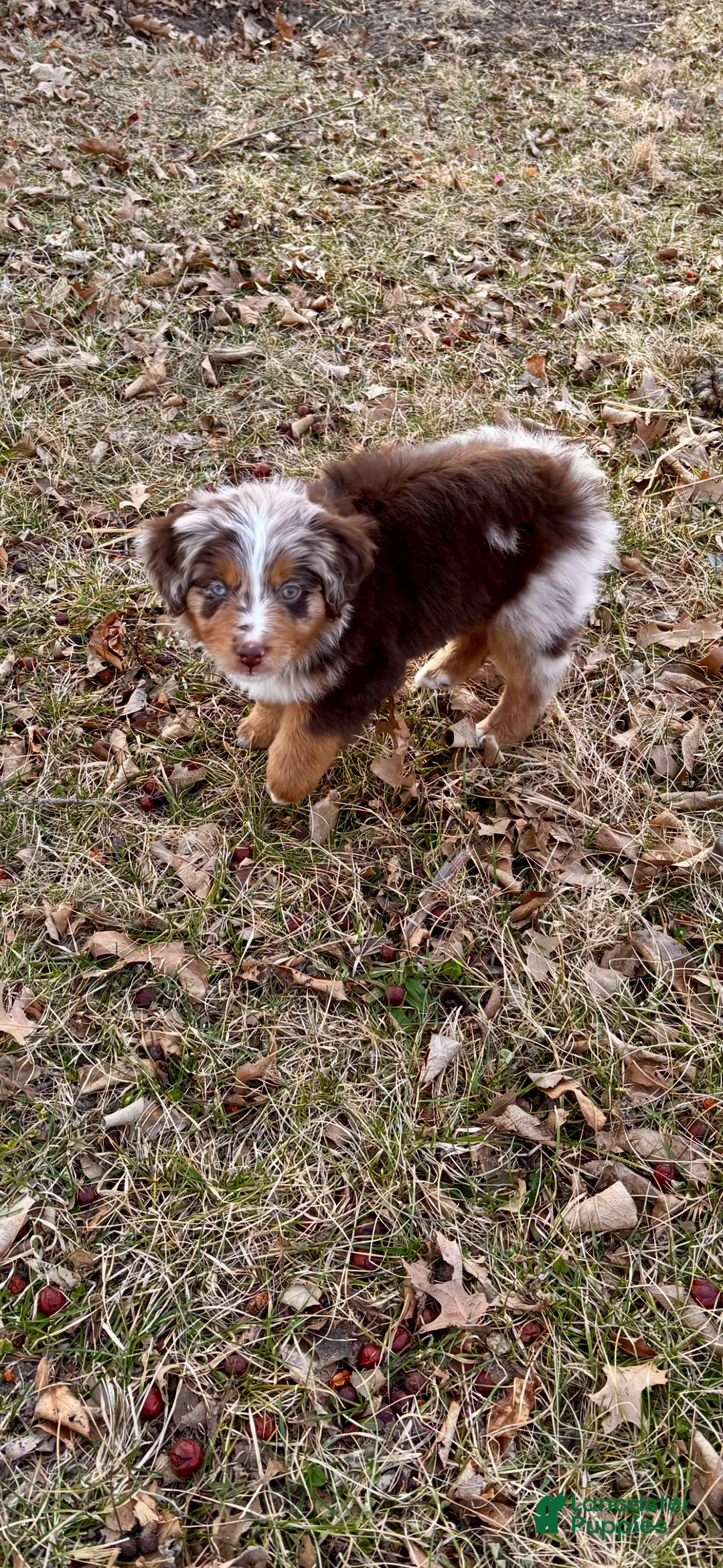 Miniature Australian Shepherd dogs for sale: Miniature Australian Shepherd Puppy 1 - Ad 1