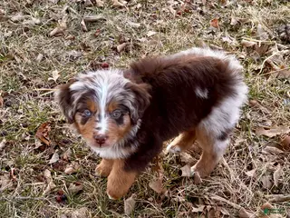 Miniature Australian Shepherd dogs Miniature Australian Shepherd Puppy 1 - Ad 6
