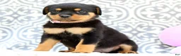 Rottweiler dogs for sale: Rosey - Ad 5
