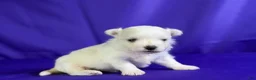 Maltipom dogs for sale: Donut  - Ad 4