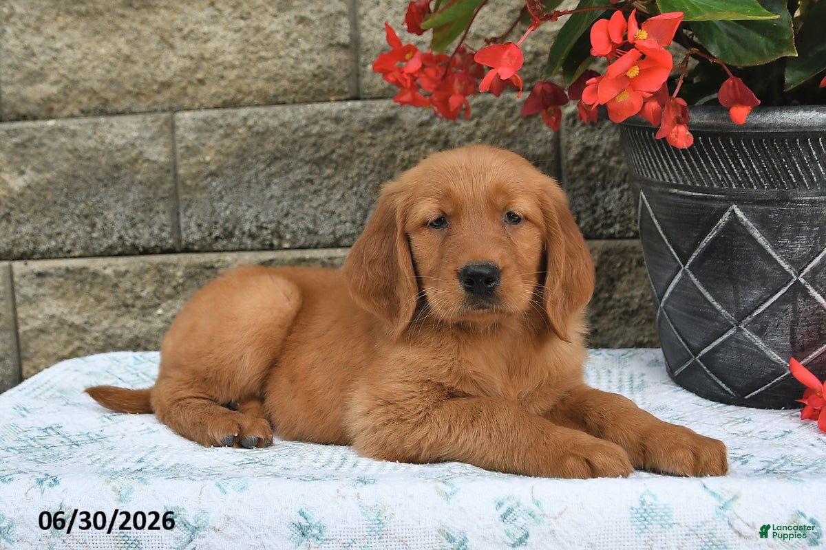 Golden Retriever dogs Brinley - Ad 1