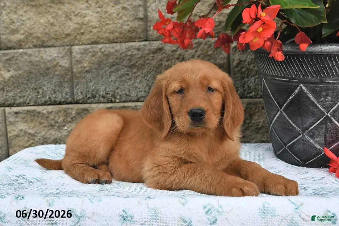 Golden Retriever dogs for sale: Brinley - Ad 1