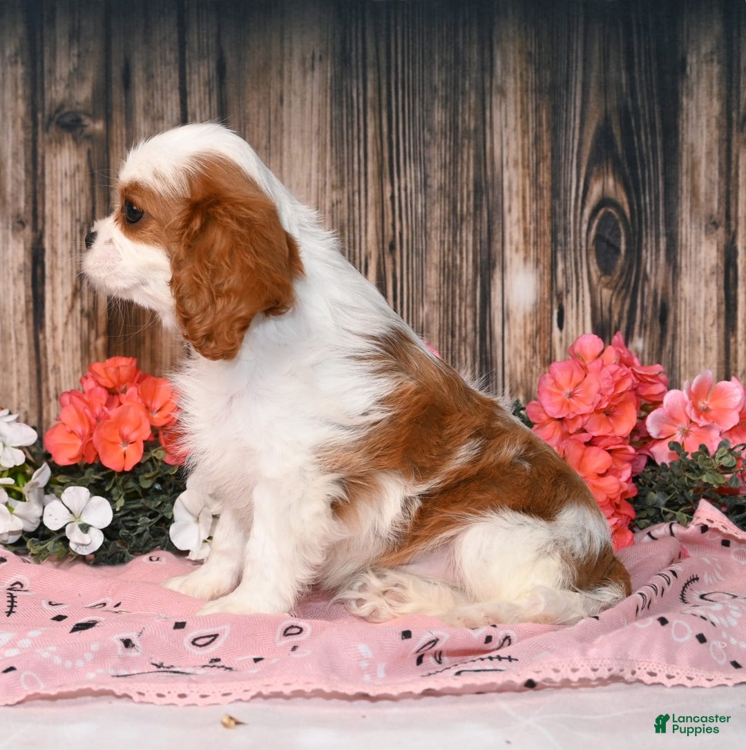 Cavalier King Charles Spaniel dogs for sale: Vegas - Ad 5