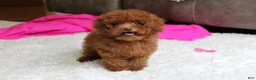Toy Poodle dogs for sale: Mia - Ad 9