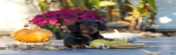 Miniature Dachshund dogs for sale: Frank - Ad 5