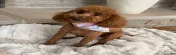 Toy Poodle dogs for sale: Toy Poodle Puppy 4 - Ad 3