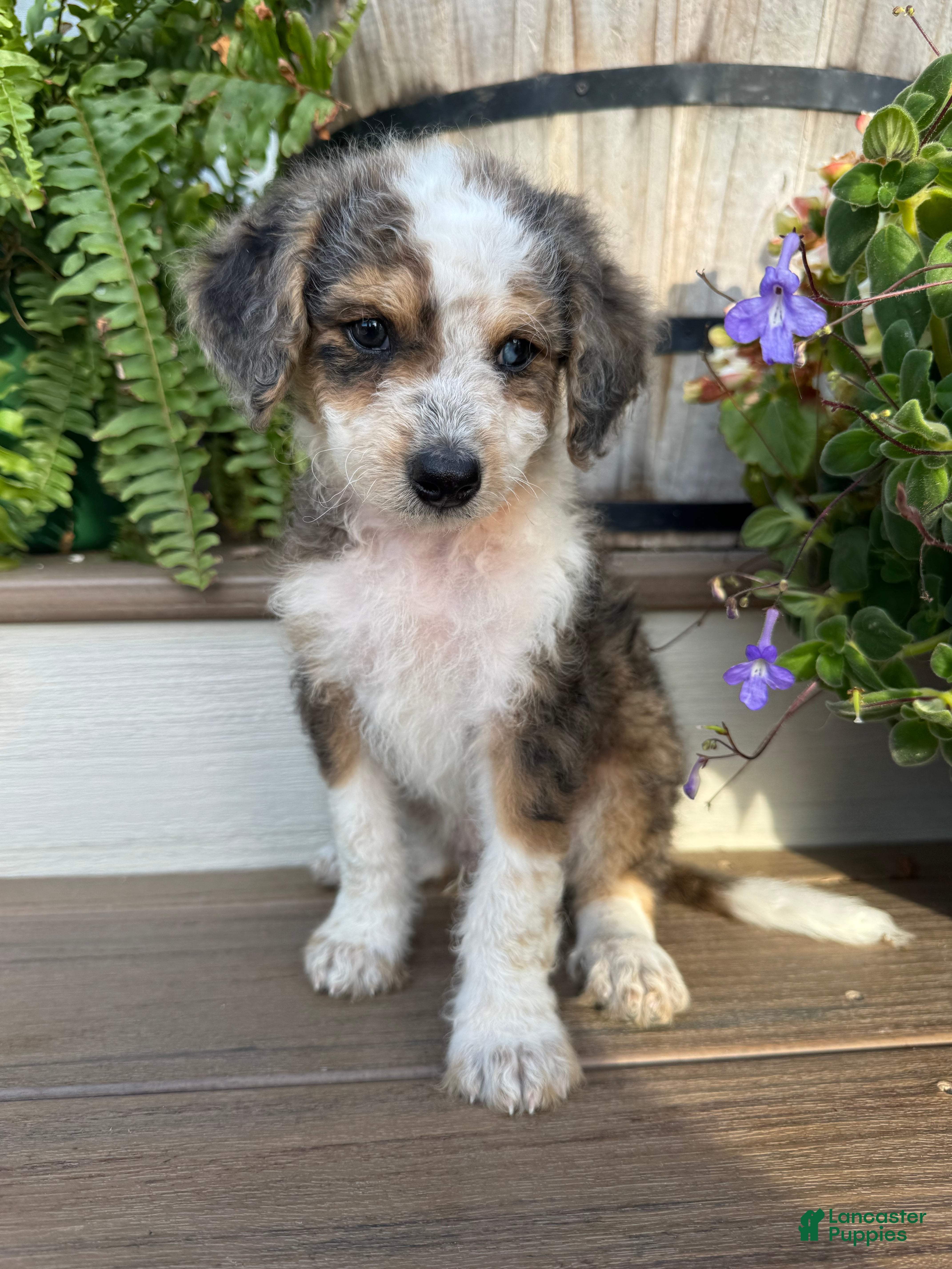 Mini Bernedoodle dogs Brown collar male  - Ad 2
