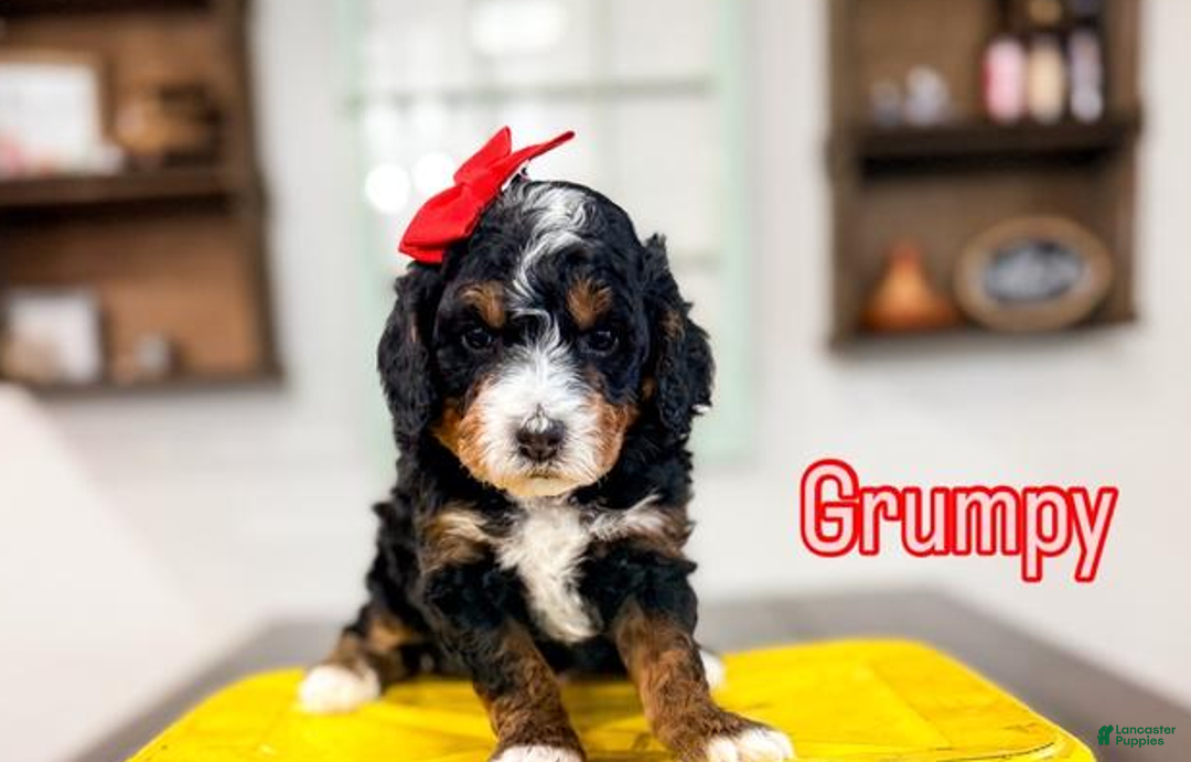 Bernedoodle dogs for sale: Grumpy - Ad 1