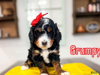 Bernedoodle dogs Grumpy - Ad 26
