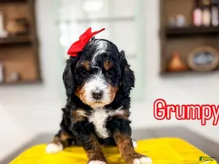 Bernedoodle dogs Grumpy - Ad 21