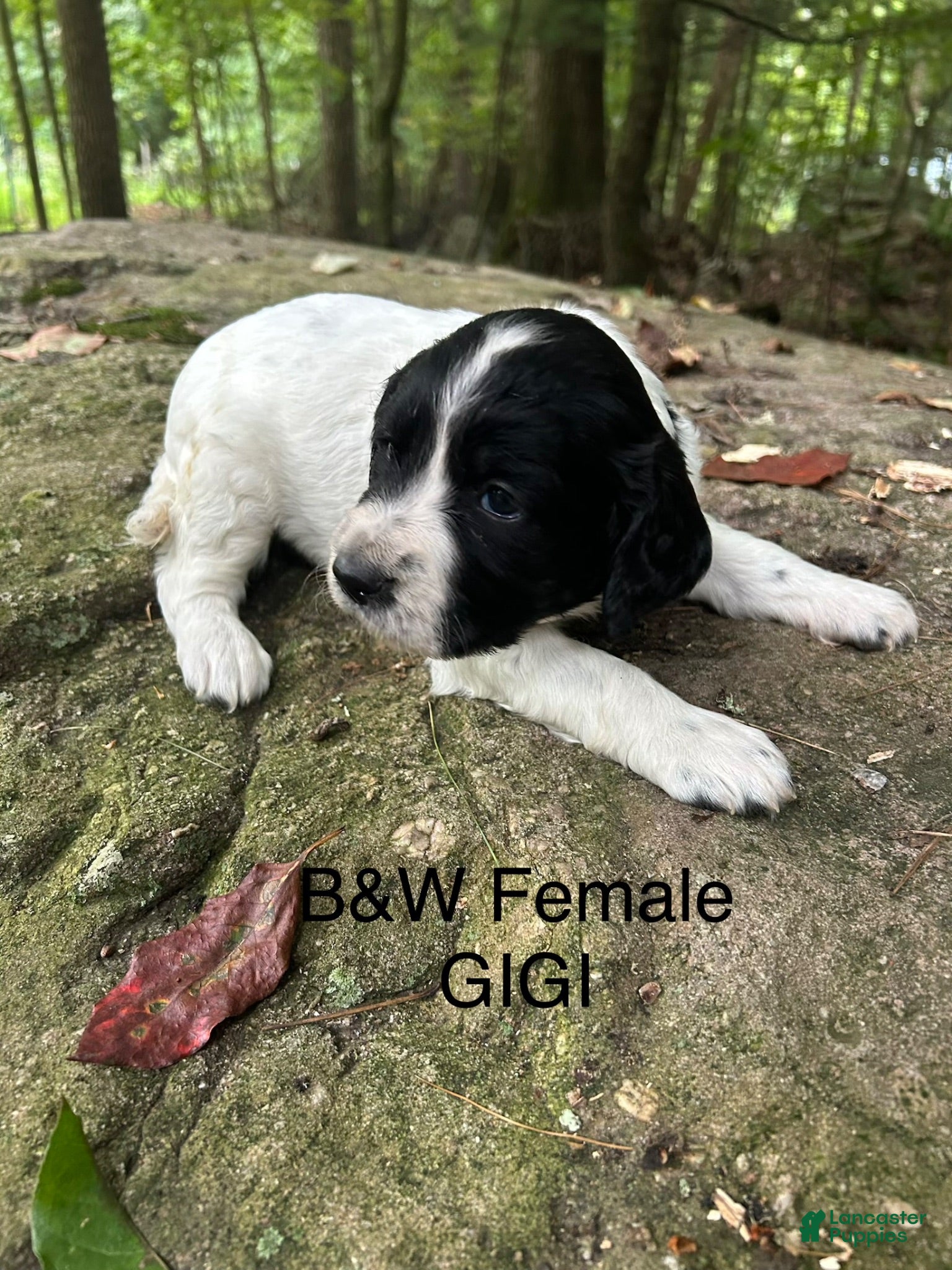 English Springer Spaniel dogs English Springer Spaniel 1 - Ad 1