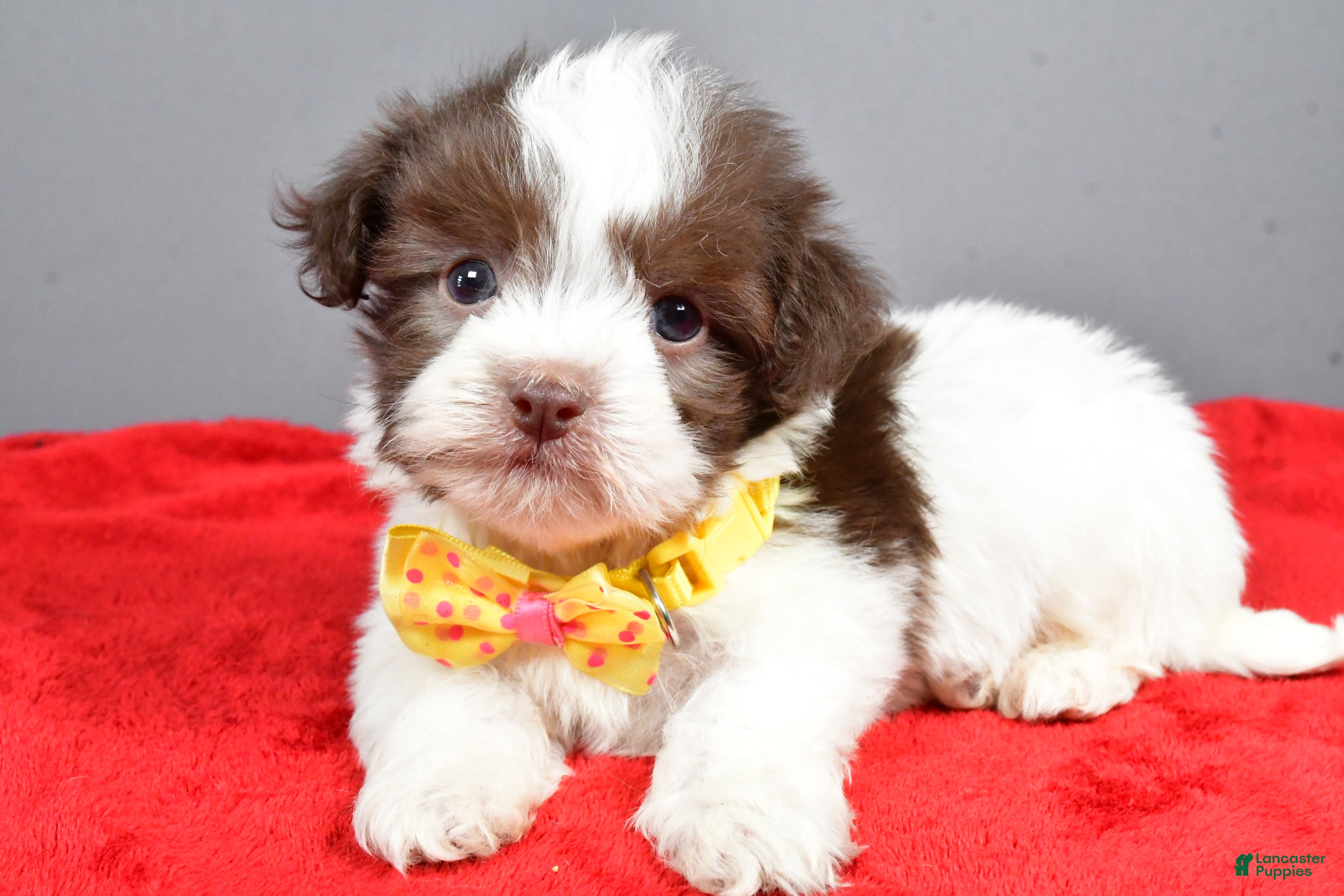 Havanese dogs Zeke - Ad 34