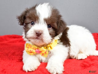 Havanese dogs Zeke - Ad 34
