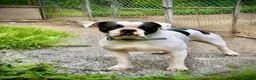 American Bulldog dogs for sale: Female 2 - Ad 3