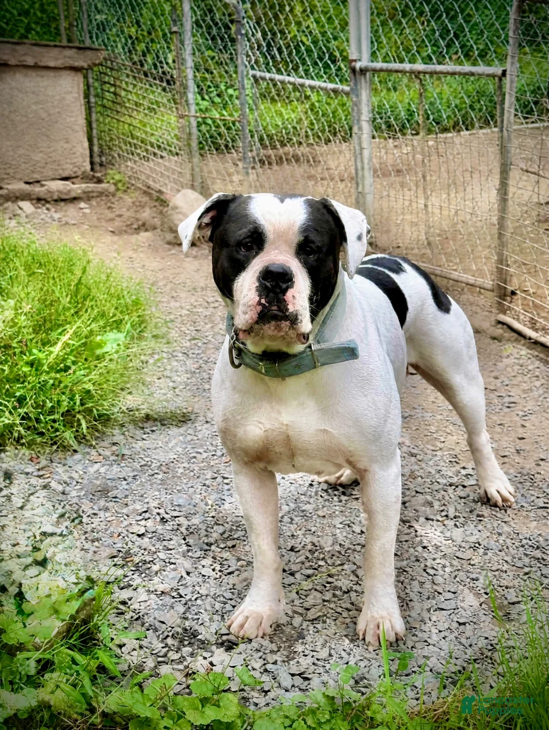 American Bulldog dogs for sale: Female 2 - Ad 3