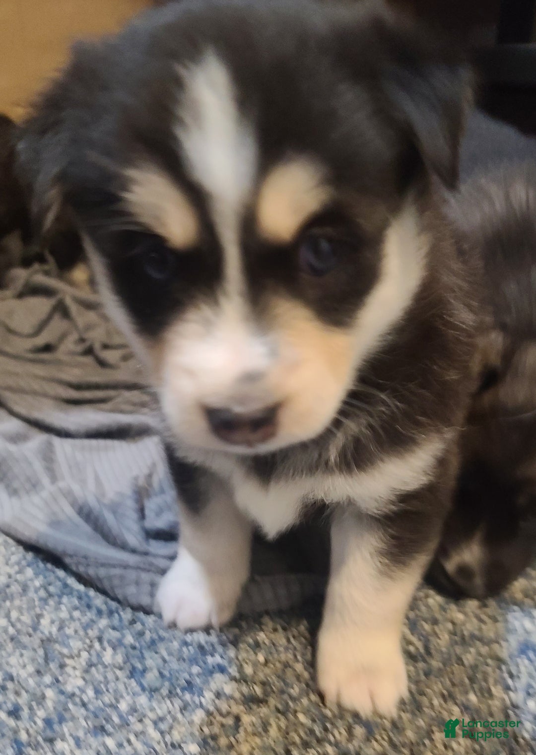 Pomsky dogs for sale: Roxy - Ad 8