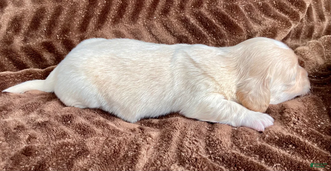 Miniature Dachshund dogs for sale: Peaches of Sugarplum Valley - Ad 4