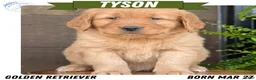 Golden Retriever dogs for sale: Tyson - Ad 1