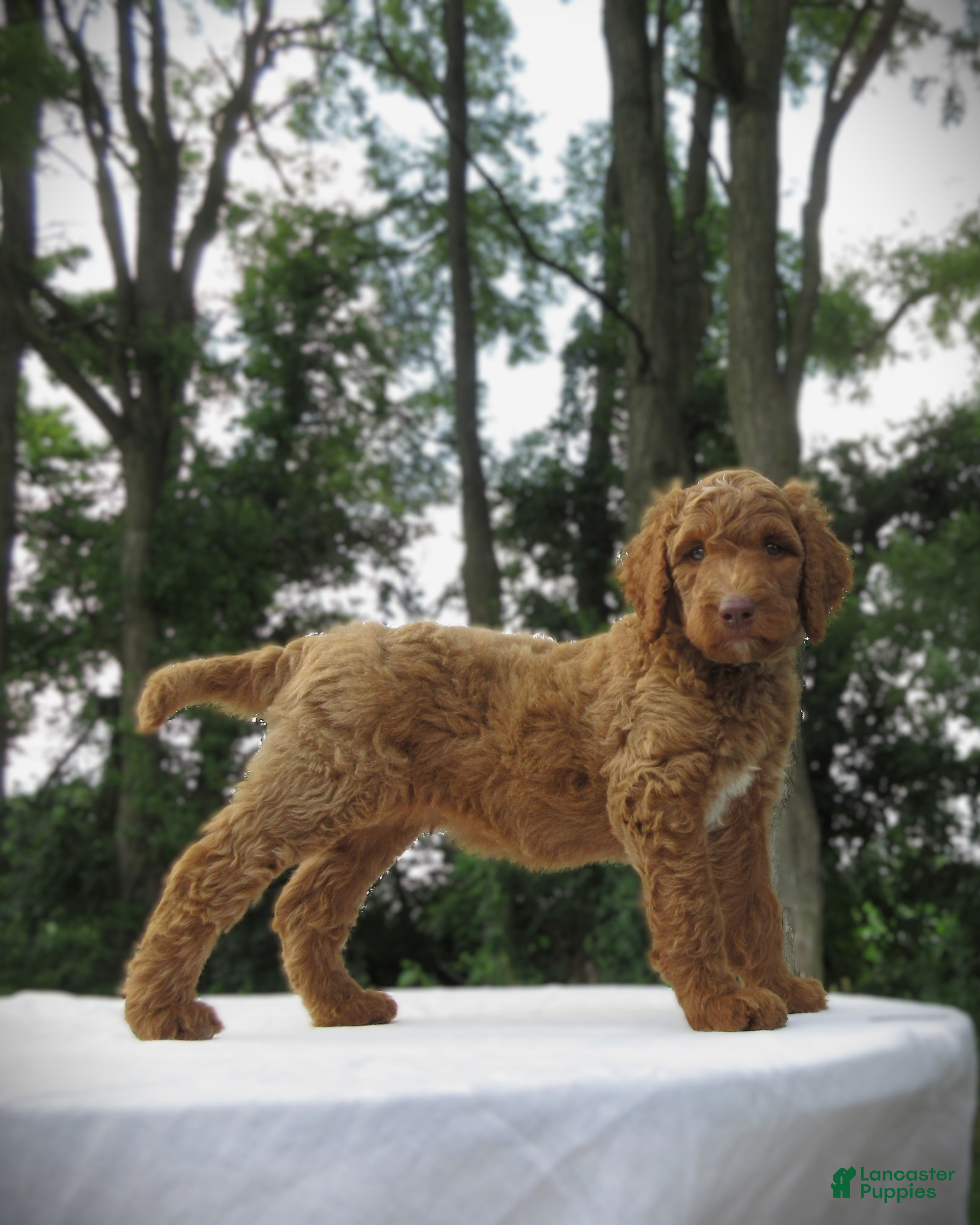Goldendoodle dogs Basil - Ad 2