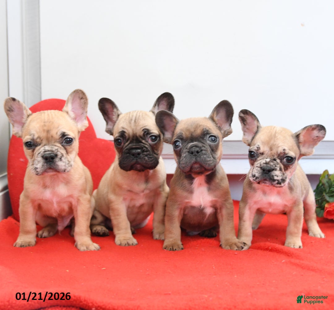French Bulldog dogs for sale: Lyon - Ad 5