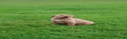 Labrador Retriever dogs for sale: Buster - Ad 3