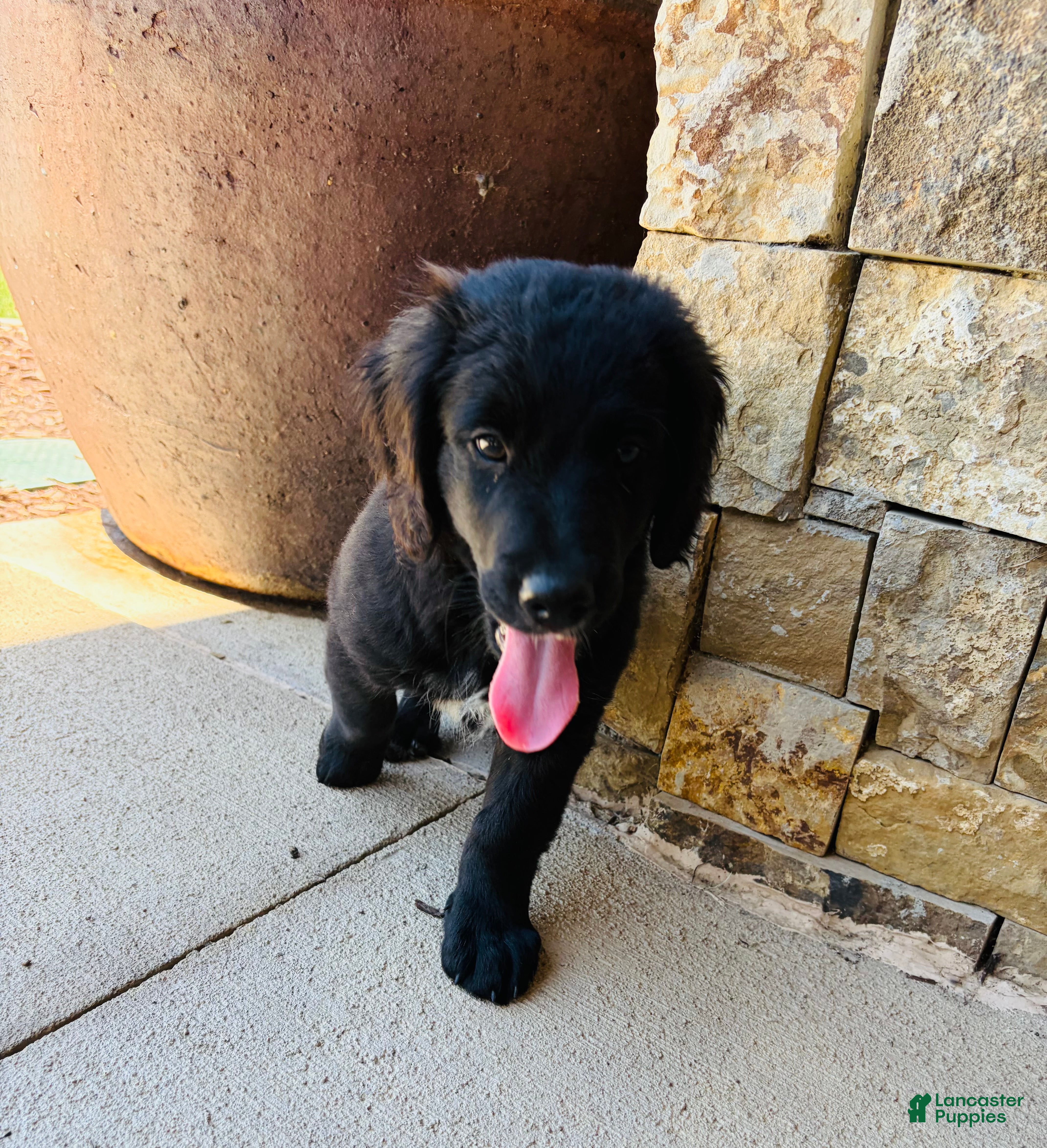 Mixed Breed dogs Coal - Ad 2