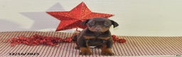 Doberman Pinscher dogs for sale: Chip - Ad 1