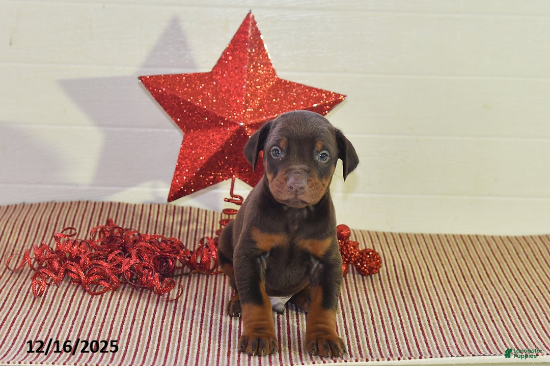 Doberman Pinscher dogs for sale: Chip - Ad 1
