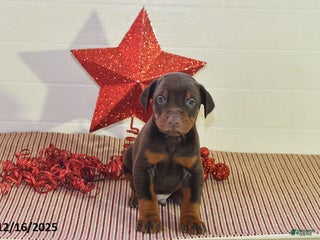 Doberman Pinscher dogs Chip - Ad 28