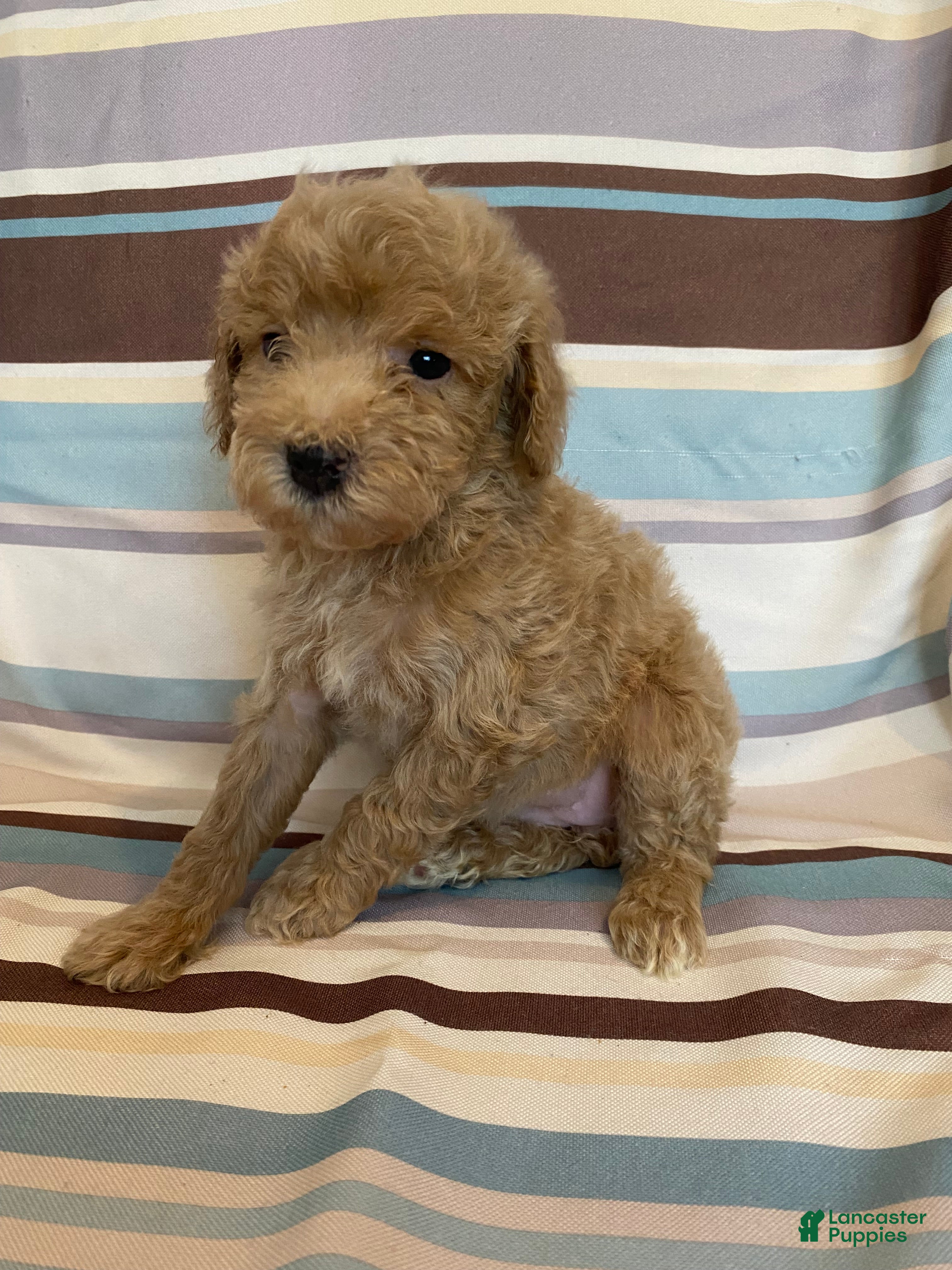 Mixed Breed dogs Cream Female - Ad 2