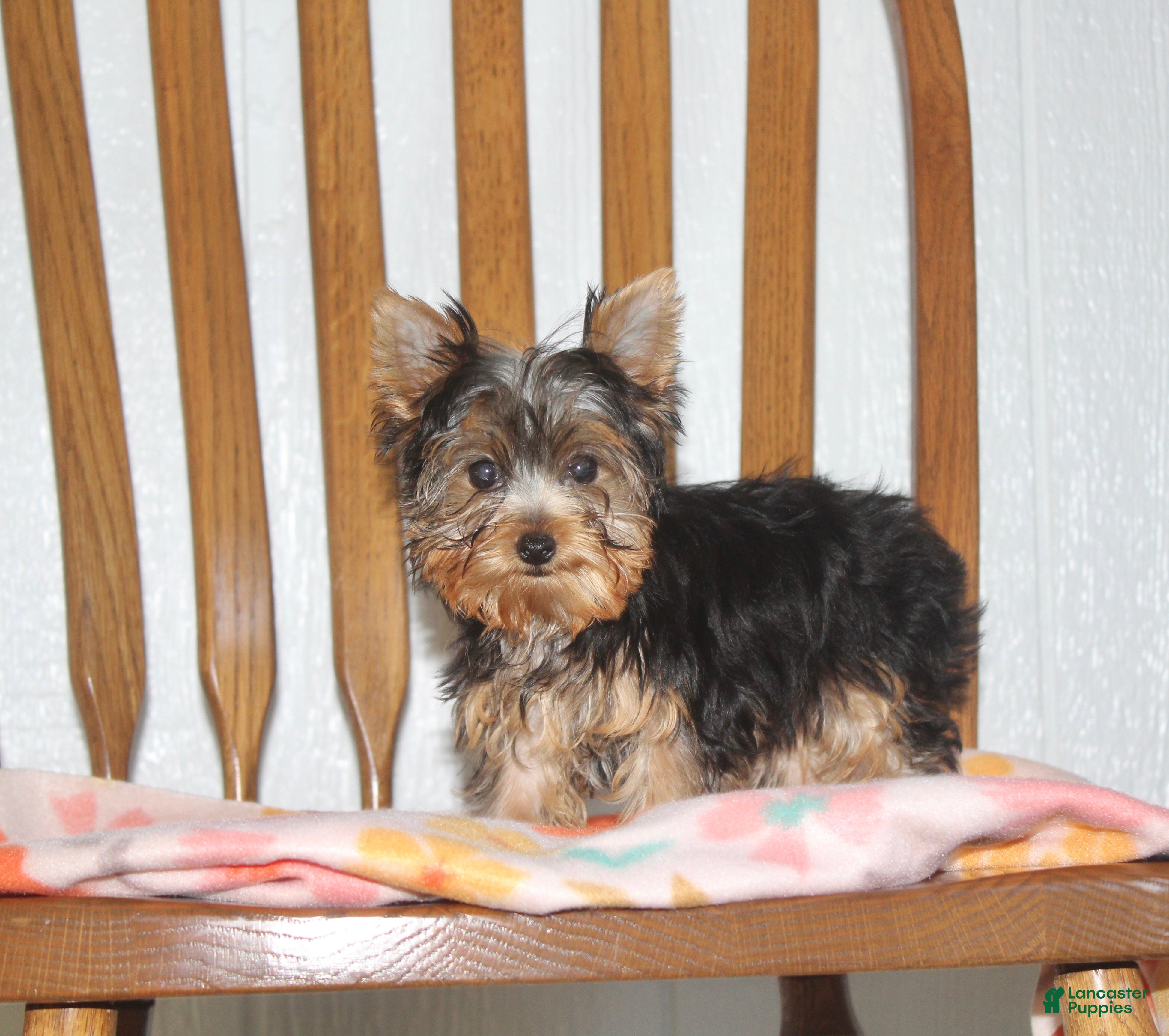 Yorkshire Terrier dogs for sale: Lily - Ad 1