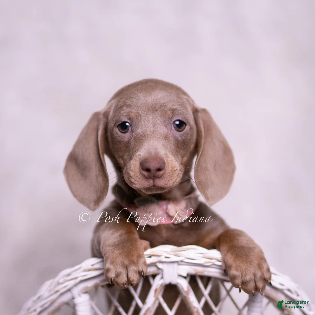 Miniature Dachshund dogs for sale: Misty - Ad 1