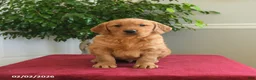 Golden Retriever dogs for sale: Snickers - Ad 4