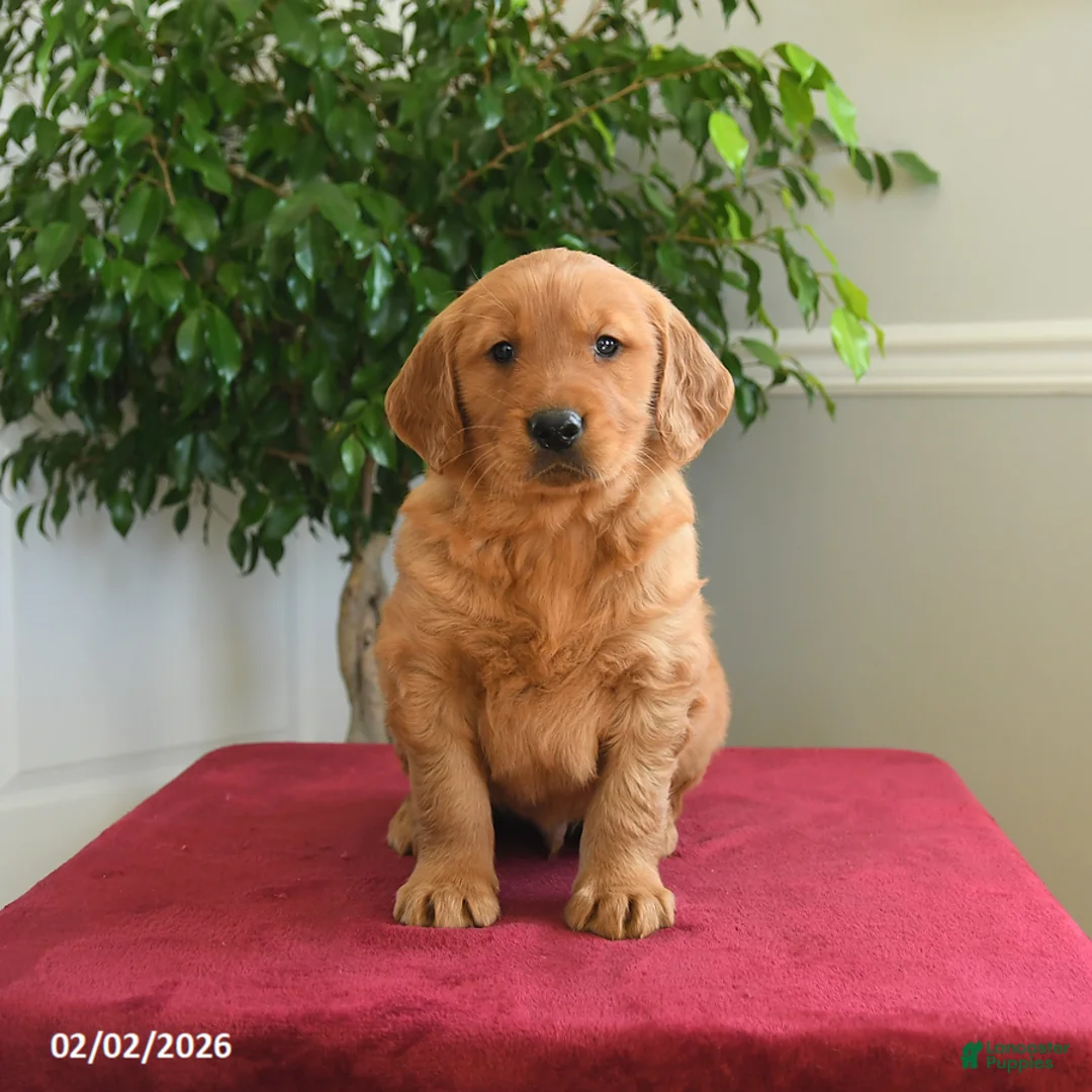 Golden Retriever dogs for sale: Snickers - Ad 4