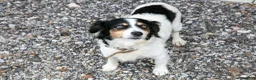 Mixed Breed dogs for sale: Sandy - Ad 4