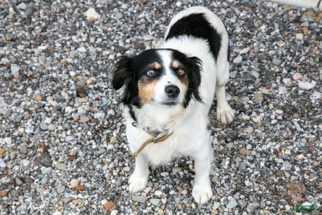 Mixed Breed dogs for sale: Sandy - Ad 4