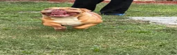 English Bulldog dogs for sale: Scarlet - Ad 5