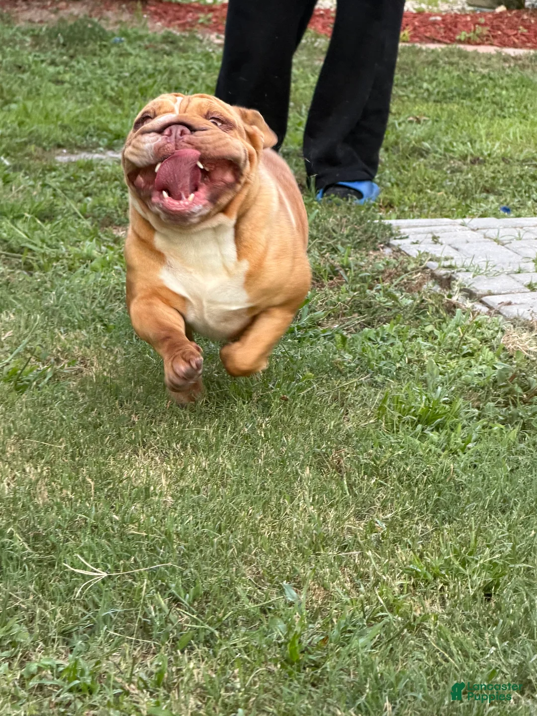 English Bulldog dogs for sale: Scarlet - Ad 5