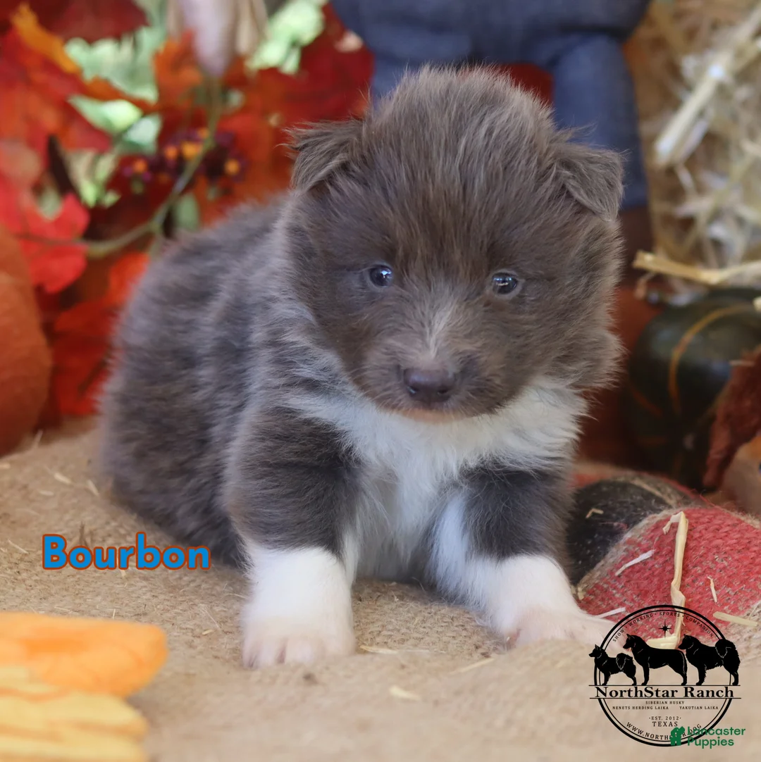 Nenets Herding Laika dogs for sale: Bourbon Nenets Laika Transport available - Ad 4
