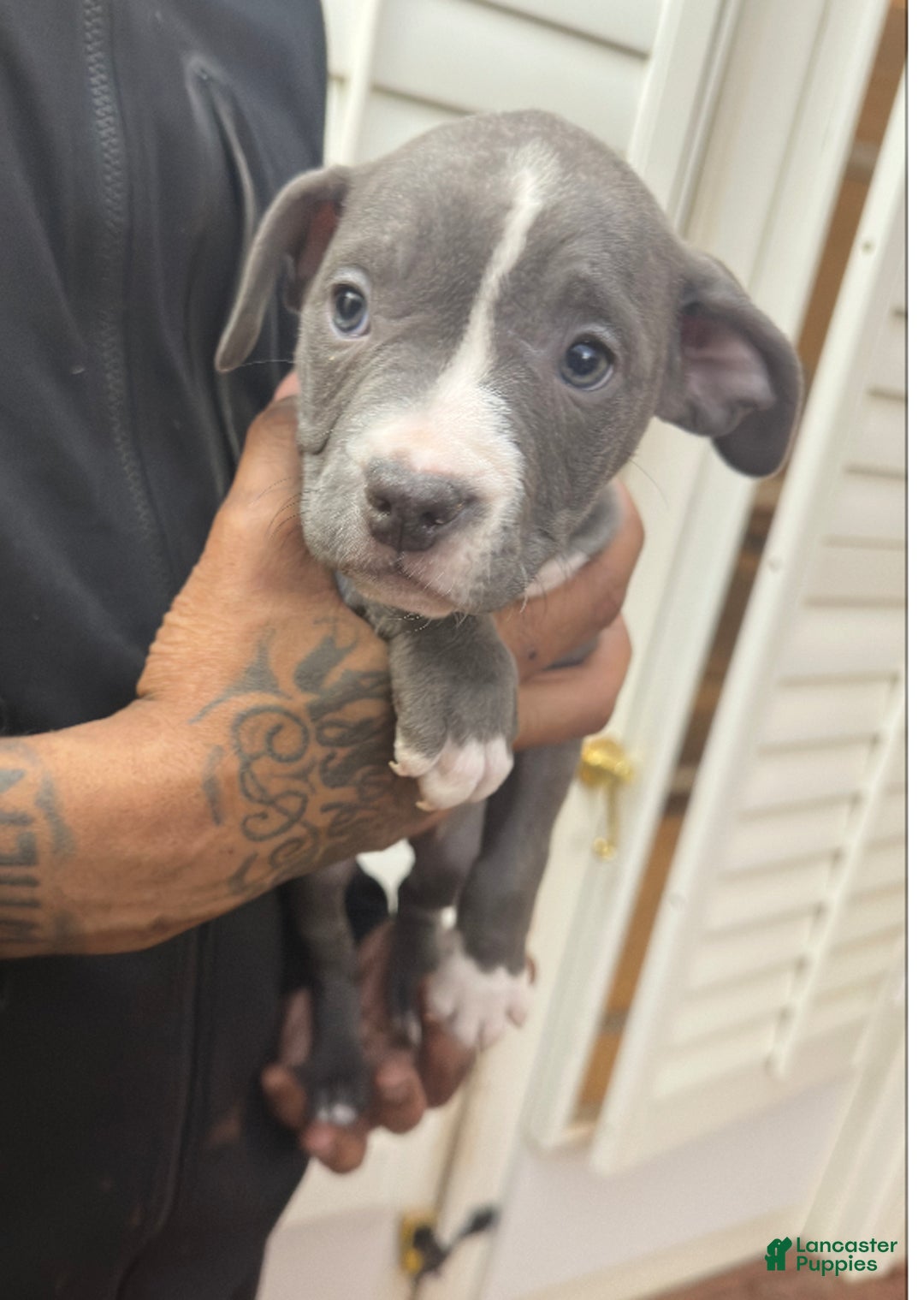 American Bully dogs for sale: Bella (Yellow) ABKC Blue - Ad 7