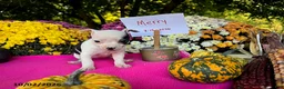 Chihuahua dogs for sale: Merry - Ad 1